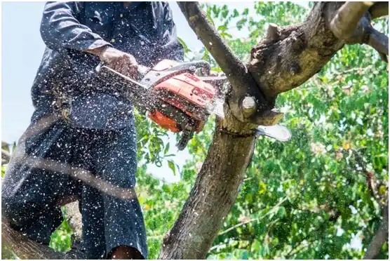 tree services Berwick